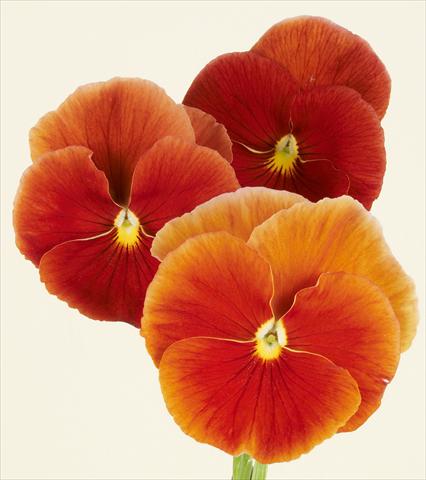 foto van een variëteit aan bloemen, te gebruiken als: Pot - en perkplant Viola wittrockiana Desiderio Terracotta