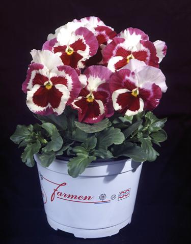 foto van een variëteit aan bloemen, te gebruiken als: Pot - en perkplant Viola wittrockiana Desiderio Tricolour Orchid