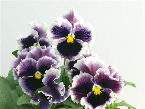 foto van een variëteit aan bloemen, te gebruiken als: Pot - en perkplant Viola wittrockiana Flamenco Lilac Blue Picotee