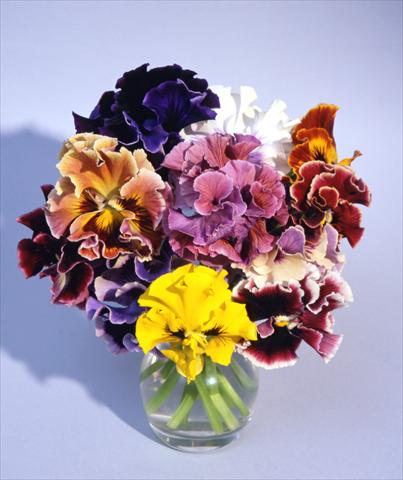 foto van een variëteit aan bloemen, te gebruiken als: Pot - en perkplant Viola wittrockiana Flamenco Mix