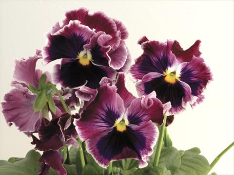 foto van een variëteit aan bloemen, te gebruiken als: Pot - en perkplant Viola wittrockiana Flamenco Rose with White Top