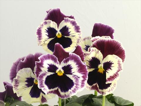 foto van een variëteit aan bloemen, te gebruiken als: Pot - en perkplant Viola wittrockiana Flamenco See Me