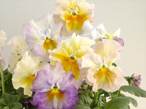 foto van een variëteit aan bloemen, te gebruiken als: Pot - en perkplant Viola wittrockiana Flamenco Soft Light Azure Limonette