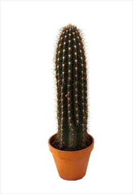 foto van een variëteit aan bloemen, te gebruiken als: Pot Cactus Trixanhocereus pasacana