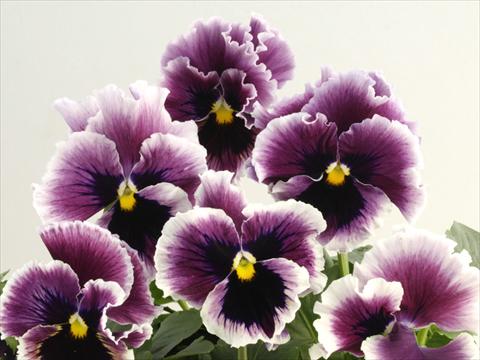 foto van een variëteit aan bloemen, te gebruiken als: Pot - en perkplant Viola wittrockiana Flamenco Violet Ringled