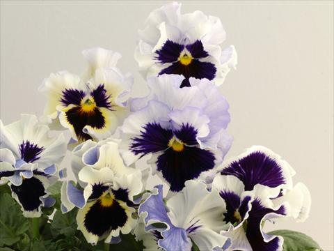 foto van een variëteit aan bloemen, te gebruiken als: Pot - en perkplant Viola wittrockiana Flamenco White 2 Lilac