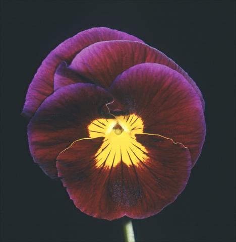 foto van een variëteit aan bloemen, te gebruiken als: Pot - en perkplant Viola wittrockiana Mambo Balanzone