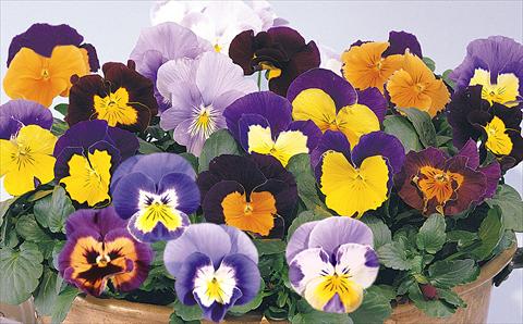 foto van een variëteit aan bloemen, te gebruiken als: Pot - en perkplant Viola wittrockiana Mambo Mix