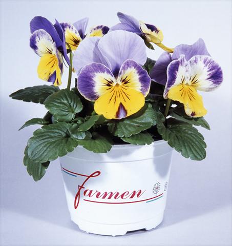 foto van een variëteit aan bloemen, te gebruiken als: Pot - en perkplant Viola wittrockiana Mambo Pierrot