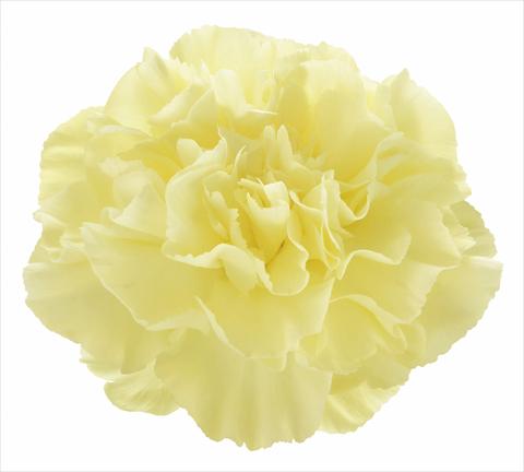 photo of flower to be used as: Cutflower Dianthus caryophyllus Led
