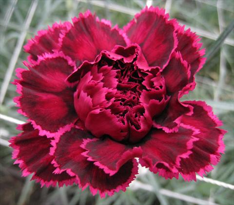foto van een variëteit aan bloemen, te gebruiken als: Snijbloemen Dianthus caryophyllus Nobbio® Black Heart