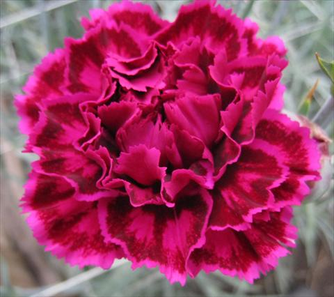 foto van een variëteit aan bloemen, te gebruiken als: Snijbloemen Dianthus caryophyllus Nobbio® Burgundy