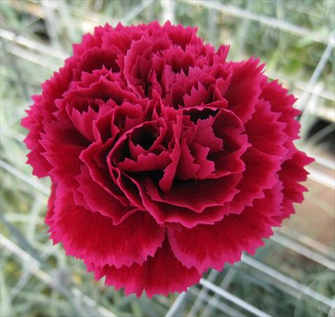 photo of flower to be used as: Cutflower Dianthus caryophyllus Nobbio® DolceNero