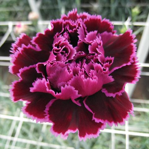 foto van een variëteit aan bloemen, te gebruiken als: Snijbloemen Dianthus caryophyllus Nobbio® Hard Rock
