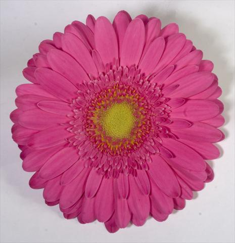 foto van een variëteit aan bloemen, te gebruiken als: Pot Gerbera jamesonii Corinto