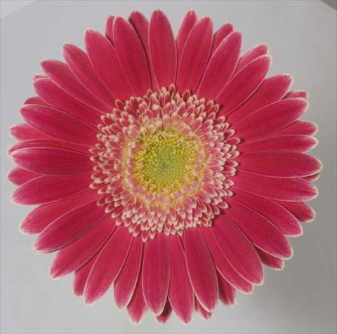 foto van een variëteit aan bloemen, te gebruiken als: Pot Gerbera jamesonii Natalia