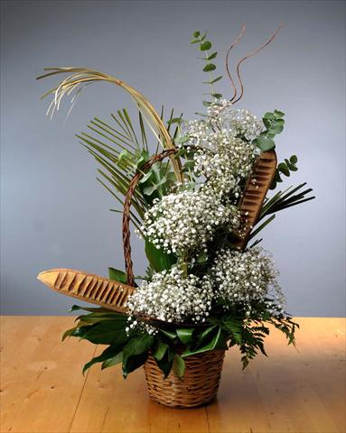 foto van een variëteit aan bloemen, te gebruiken als: Perkplant / Borders Gypsophila Pearl Blossom