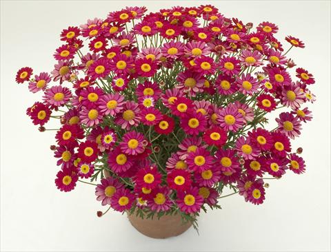 foto van een variëteit aan bloemen, te gebruiken als: Pot - en perkplant Argyranthemum frutescens Daisy Crazy™ Meteor Red