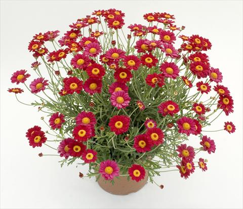 foto van een variëteit aan bloemen, te gebruiken als: Pot - en perkplant Argyranthemum frutescens Daisy Crazy™ Starlight Red