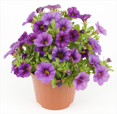 foto van een variëteit aan bloemen, te gebruiken als: Potplant, perkplant, patioplant Calibrachoa Mille Baci® Blue