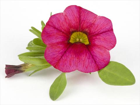foto van een variëteit aan bloemen, te gebruiken als: Potplant, perkplant, patioplant Calibrachoa Mille Baci® Magenta