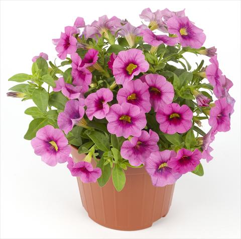 foto van een variëteit aan bloemen, te gebruiken als: Potplant, perkplant, patioplant Calibrachoa Mille Baci® Rose