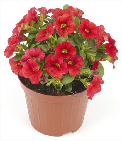 foto van een variëteit aan bloemen, te gebruiken als: Potplant, perkplant, patioplant Calibrachoa Mille Baci® Scarlet