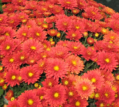 foto van een variëteit aan bloemen, te gebruiken als: Potplant, perkplant, patioplant Chrysanthemum Golette® Fructa Framboise