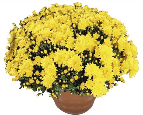 foto van een variëteit aan bloemen, te gebruiken als: Potplant, perkplant, patioplant Chrysanthemum Perseus® Macao Jaune