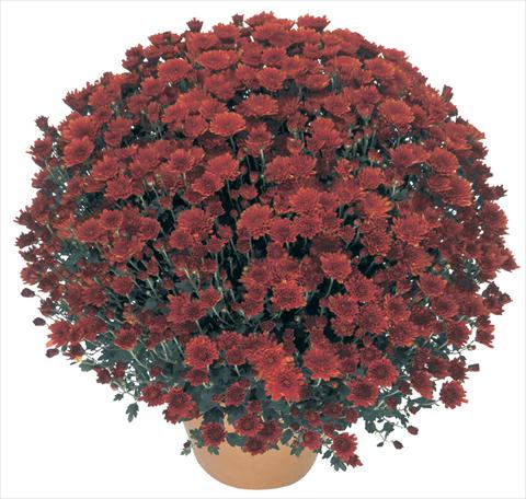 foto van een variëteit aan bloemen, te gebruiken als: Potplant, perkplant, patioplant Chrysanthemum Perseus® Macao Rouge