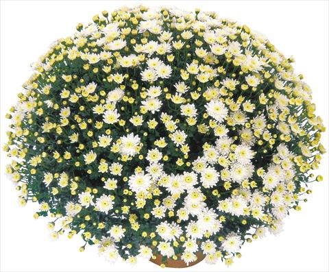 foto van een variëteit aan bloemen, te gebruiken als: Potplant, perkplant, patioplant Chrysanthemum Perseus® Solo Blanc