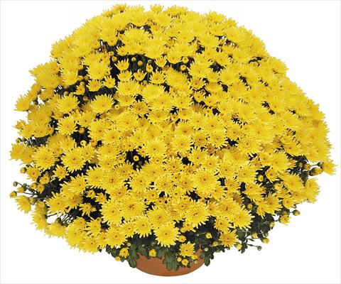 foto van een variëteit aan bloemen, te gebruiken als: Potplant, perkplant, patioplant Chrysanthemum Perseus® Solo Jaune
