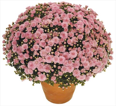 foto van een variëteit aan bloemen, te gebruiken als: Potplant, perkplant, patioplant Chrysanthemum Perseus® Toubo Rose