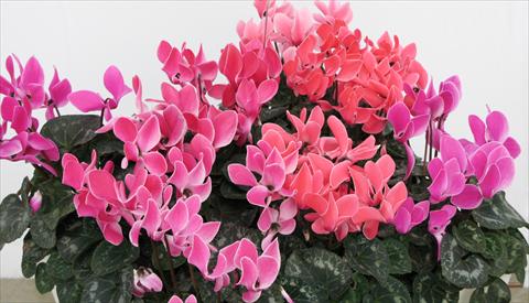 foto van een variëteit aan bloemen, te gebruiken als: Potplant, perkplant, patioplant Cyclamen persicum Latinia® Premium Melange Flammé Liseré