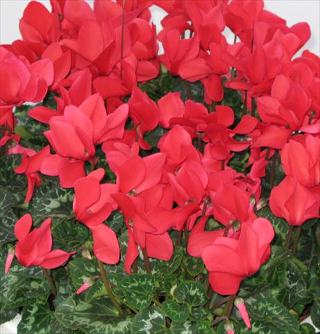 foto van een variëteit aan bloemen, te gebruiken als: Potplant, perkplant, patioplant Cyclamen persicum Latinia® Rouge vif