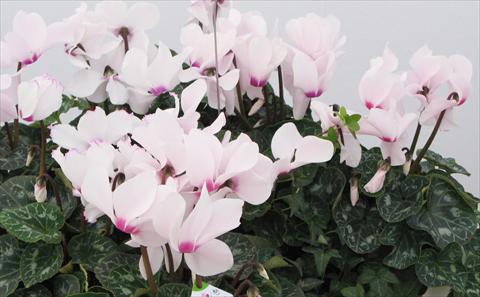 foto van een variëteit aan bloemen, te gebruiken als: Potplant, perkplant, patioplant Cyclamen persicum Latinia® Victoria 50