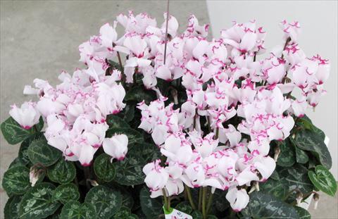 foto van een variëteit aan bloemen, te gebruiken als: Pot - en perkplant Cyclamen persicum mini Metis® Victoria