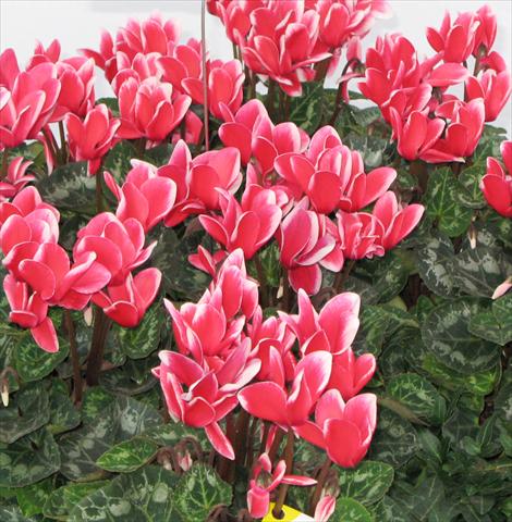 foto van een variëteit aan bloemen, te gebruiken als: Potplant, perkplant, patioplant Cyclamen persicum midi Tianis® Fantasia Rouge écarlate