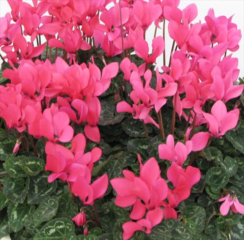 foto van een variëteit aan bloemen, te gebruiken als: Potplant, perkplant, patioplant Cyclamen persicum midi Tianis® Fuchsia Neon