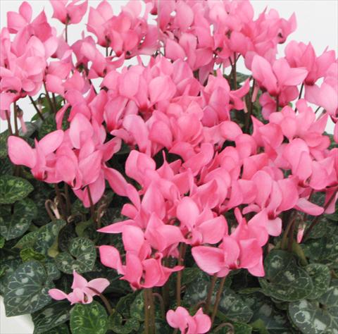 foto van een variëteit aan bloemen, te gebruiken als: Potplant, perkplant, patioplant Cyclamen persicum midi Tianis® Rose à oeil liseré