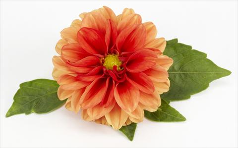 foto van een variëteit aan bloemen, te gebruiken als: Potplant, perkplant, patioplant Dahlia Decoretta Orange