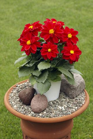 foto van een variëteit aan bloemen, te gebruiken als: Potplant, perkplant, patioplant Dahlia Decoretta Red