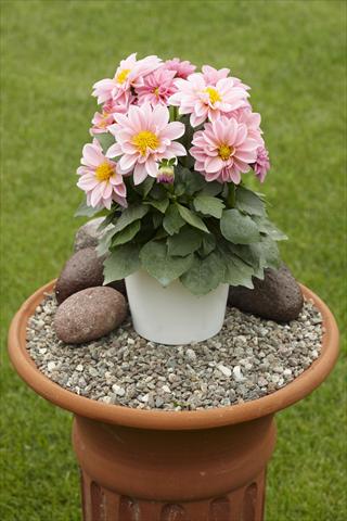 foto van een variëteit aan bloemen, te gebruiken als: Potplant, perkplant, patioplant Dahlia Decoretta Rose-Pink