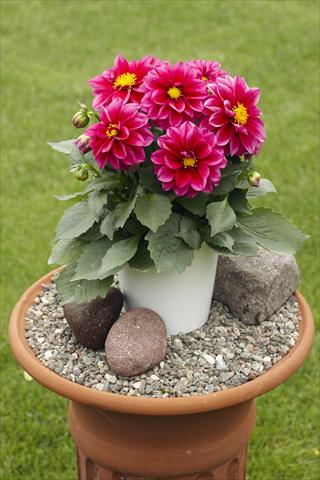 foto van een variëteit aan bloemen, te gebruiken als: Potplant, perkplant, patioplant Dahlia Decoretta Violet
