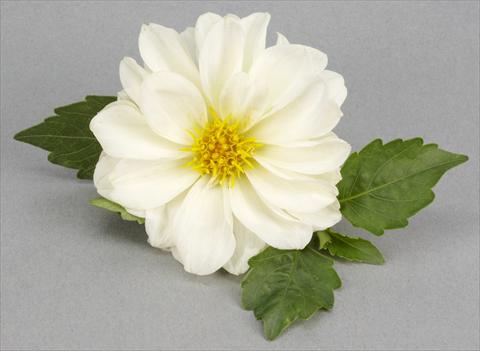 foto van een variëteit aan bloemen, te gebruiken als: Potplant, perkplant, patioplant Dahlia Decoretta White