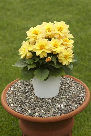 foto van een variëteit aan bloemen, te gebruiken als: Potplant, perkplant, patioplant Dahlia Decoretta Yellow