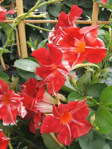 foto van een variëteit aan bloemen, te gebruiken als: Potplant, perkplant, patioplant Dipladenia (Mandevilla) Sundaville® Red Star
