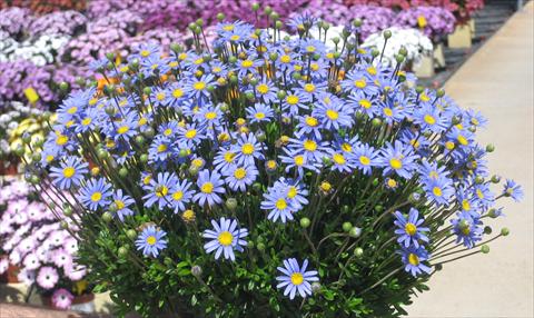 foto van een variëteit aan bloemen, te gebruiken als: Potplant, perkplant, patioplant Felicia amelloides Felicitara Blue