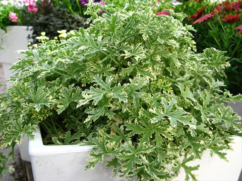 foto van een variëteit aan bloemen, te gebruiken als: Pot - en perkplant Pelargonium odoratissimum Decorativ™ Geranio Bicolor