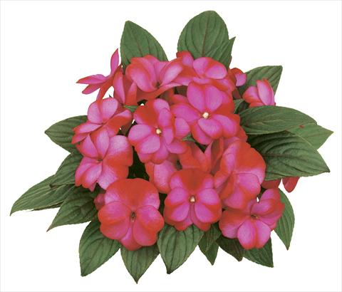foto van een variëteit aan bloemen, te gebruiken als: Potplant, perkplant, patioplant, korfplant Impatiens N. Guinea Paradise® Fancy